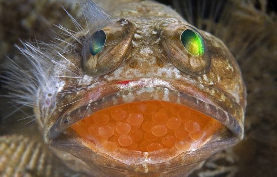 分享一篇：伟大的鱼类父母