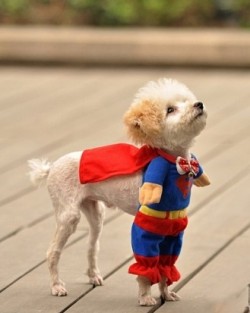 2011年11月的几个电影电视